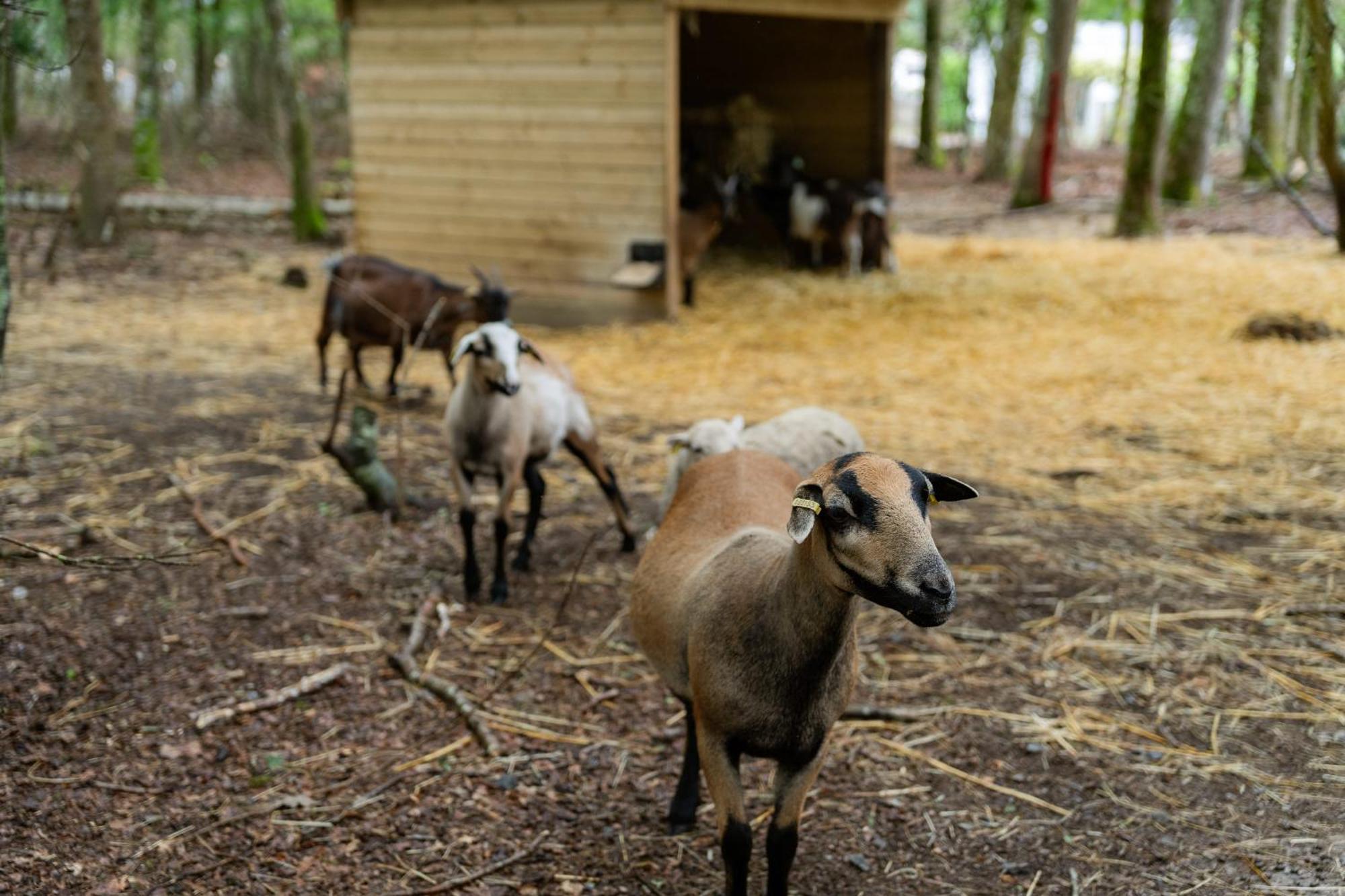 Sunelia Le Petit Bois Mesquer Buitenkant foto